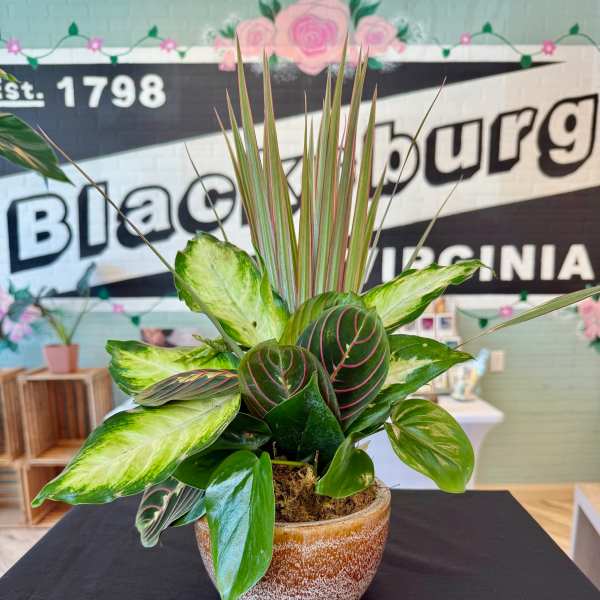 Potted tropical plant arrangement in a ceramic bowl