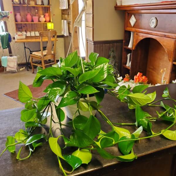 Potted trailing green houseplant with glossy heart-shaped leaves