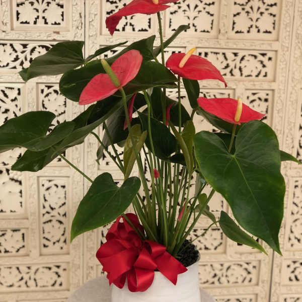 Potted anthurium plant with red blooms in a white pot and red ribbon