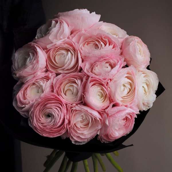 Bouquet of pale pink ranunculus flowers wrapped in black paper