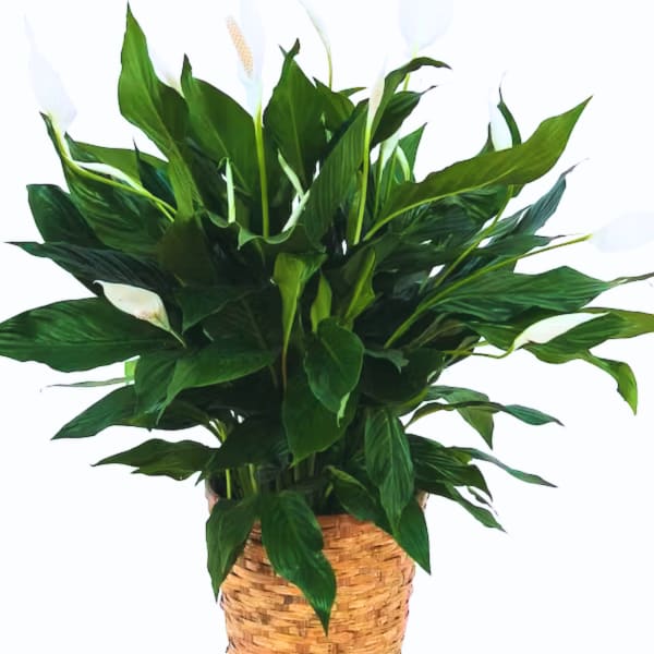Potted peace lily plant with white blooms in a woven basket