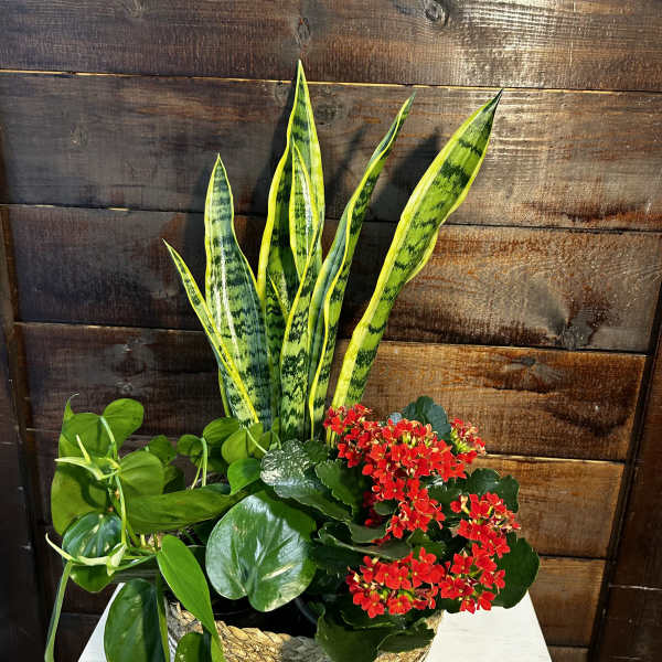 Mixed houseplant and red flowering plant garden in a woven basket