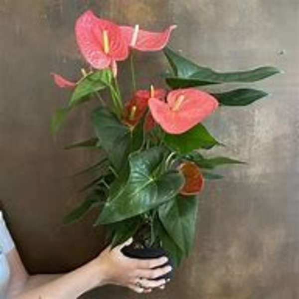 Potted anthurium plant with pink blooms and glossy leaves