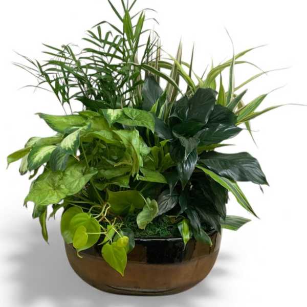 Mixed green houseplants arranged in a low glass bowl