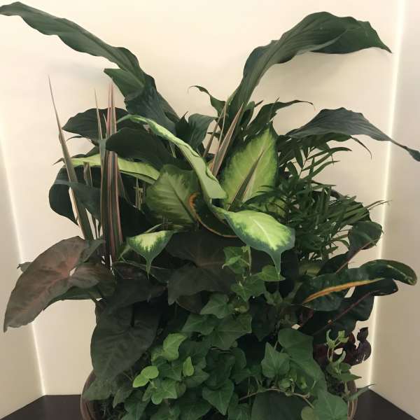 A large potted arrangement of assorted green houseplants in a decorative bowl.