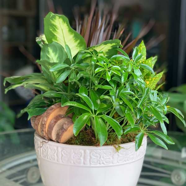 Assorted Garden Plants