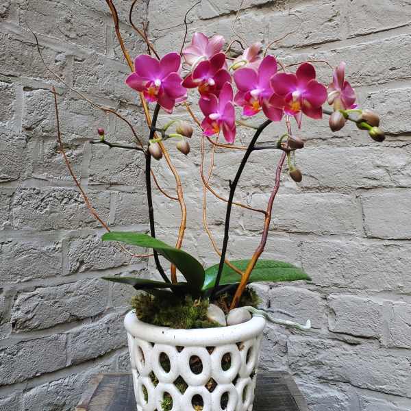 Potted pink phalaenopsis orchid with curly branches in a white cutout ceramic pot