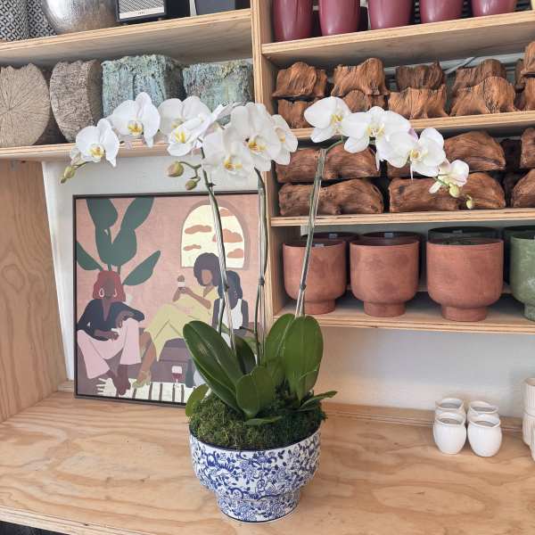 White orchid plant in a blue-and-white ceramic pot