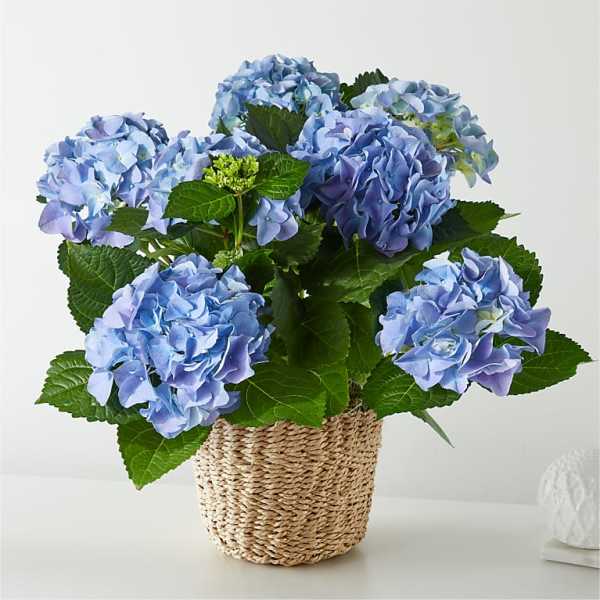 Blue hydrangea arrangement in a woven basket planter