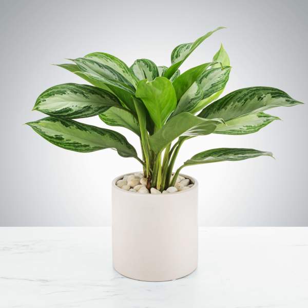 Large Chinese Evergreen Plant by BloomNation™