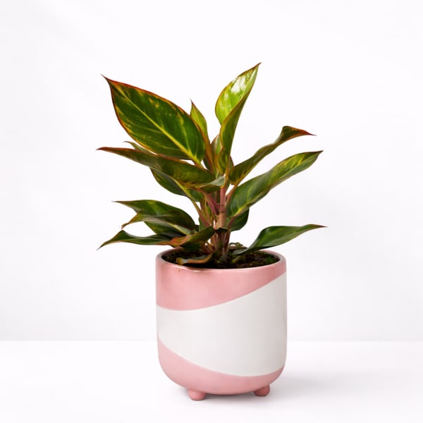 Potted green houseplant in a pink-and-white ceramic planter