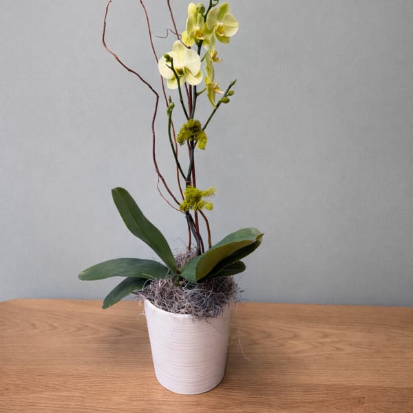 Potted orchid arrangement with pale yellow blooms and tall curly branches