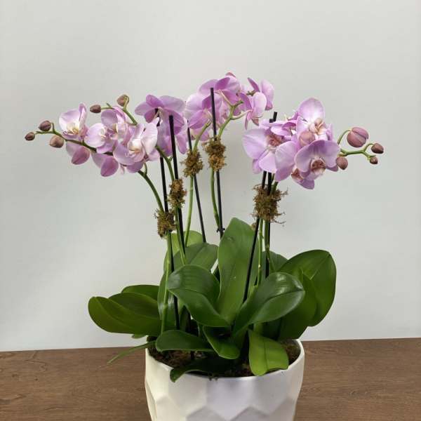 Pink orchid plant in a white geometric pot