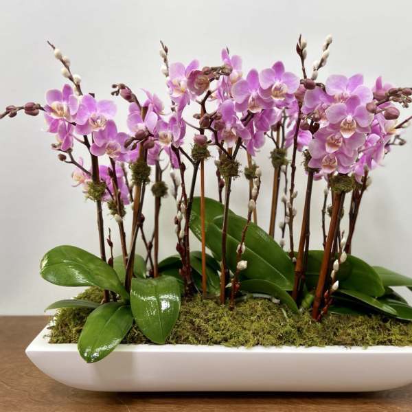 Pink orchids arranged in a white rectangular planter with moss