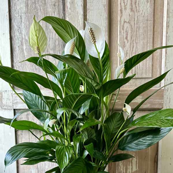 Potted peace lily plant with white blooms