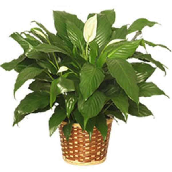 Potted peace lily plant with white blooms in a woven basket