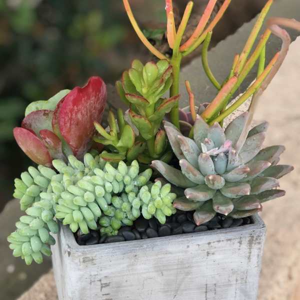 Succulent arrangement in a square white planter with black stones