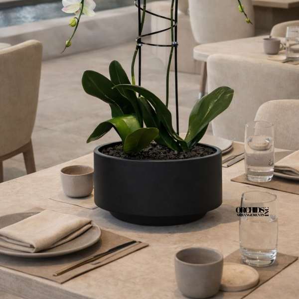 White orchids in a black pot on a dining table