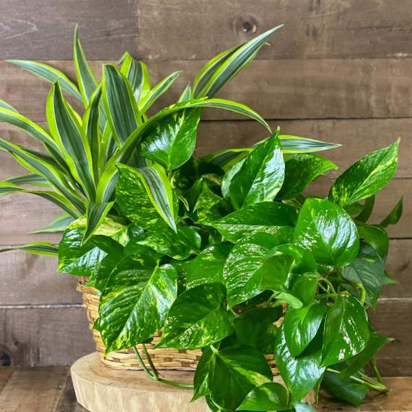 Basket of green houseplants with striped and glossy leaves