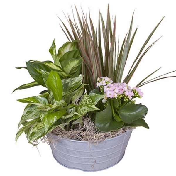Mixed potted plants in a gray metal container with small pink blooms