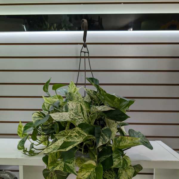 Hanging pothos plant with variegated green and cream leaves