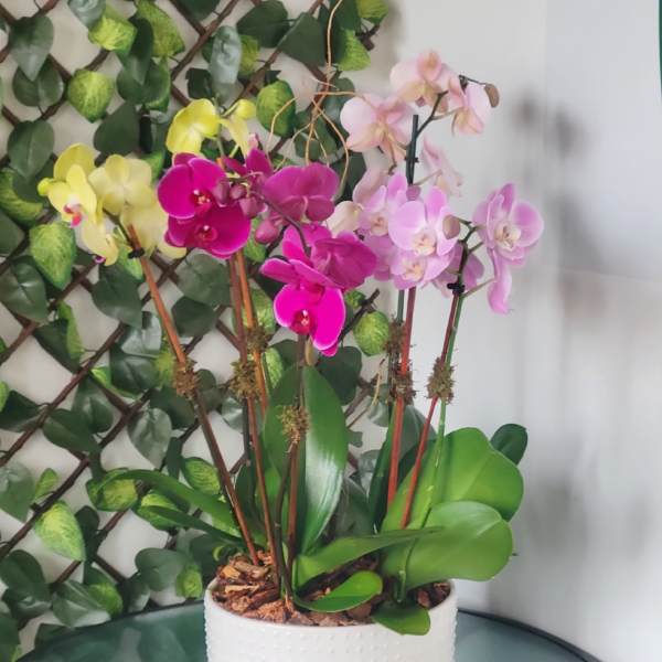 Potted orchids in pink, purple, and yellow in a white planter