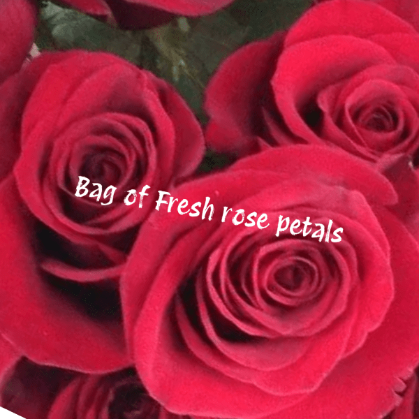 Close-up of red rose petals with text overlay