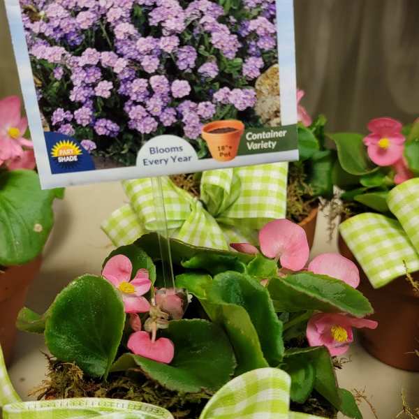 Potted pink flowering plant with a green gingham bow and plant tag