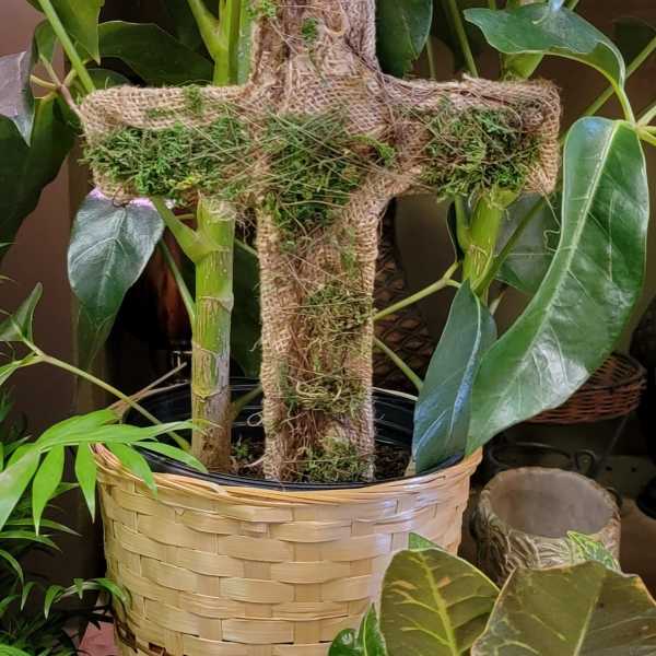 Potted green houseplant with a moss-covered cross-shaped support in a woven basket
