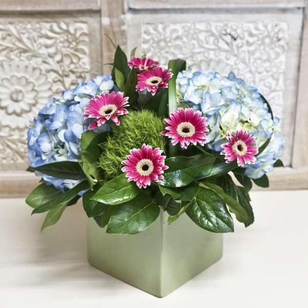 Blue hydrangeas and pink gerbera daisies in a square vase