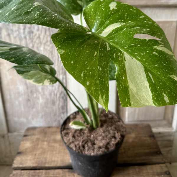 Variegated monstera plant in a black pot