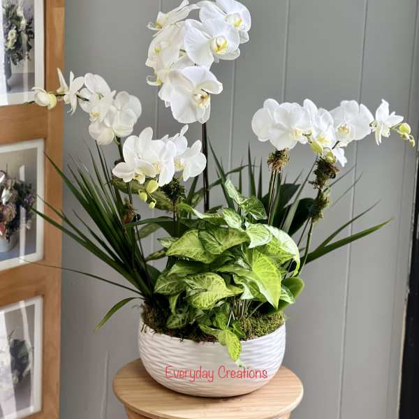 White orchids arranged in a white bowl planter with green foliage.