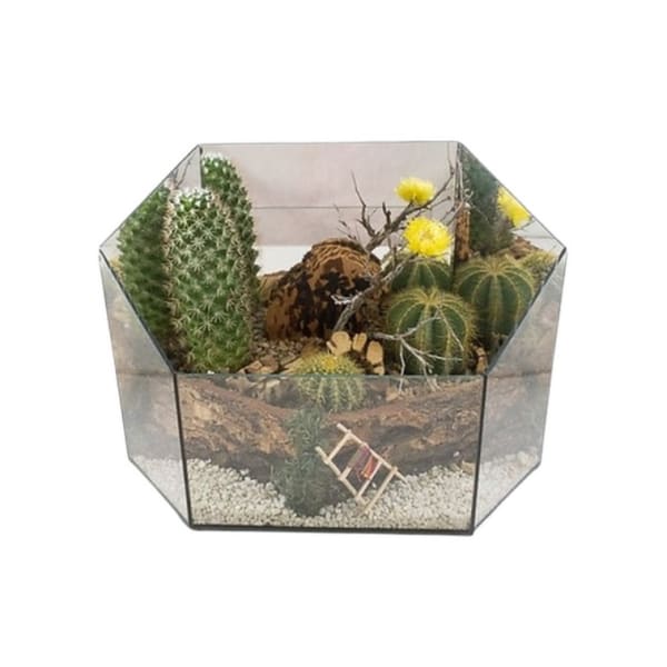 Geometric terrarium with assorted cacti and small yellow blooms