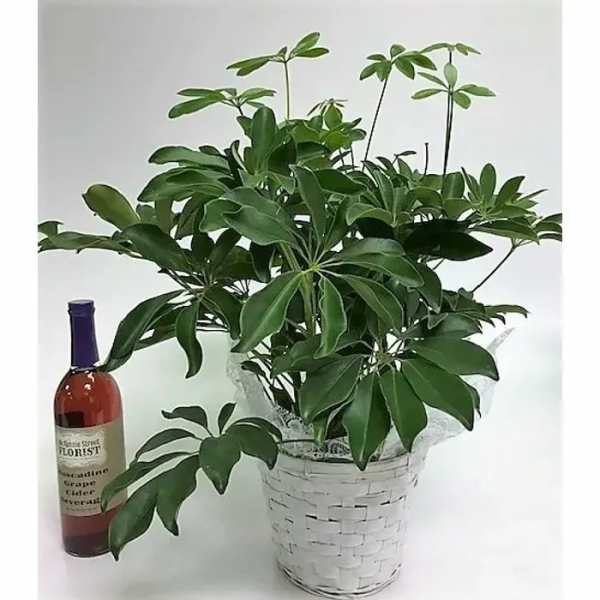 Potted green houseplant in a white woven basket next to a bottle