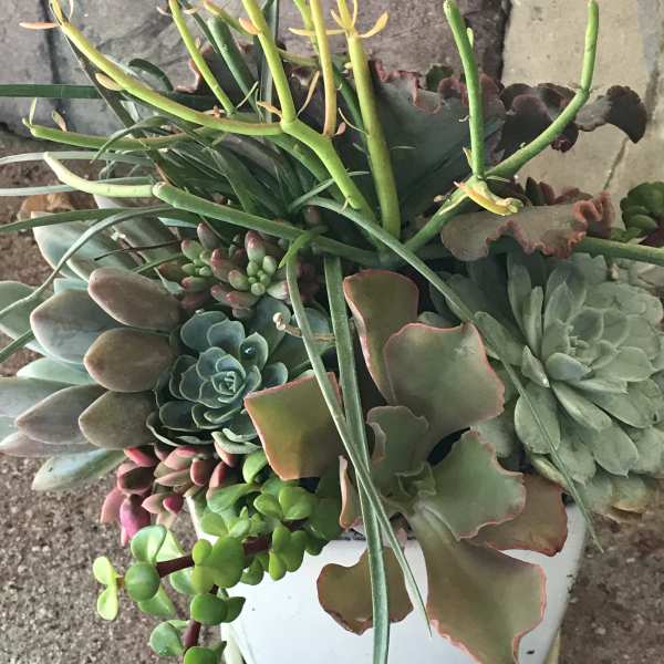 Succulent arrangement