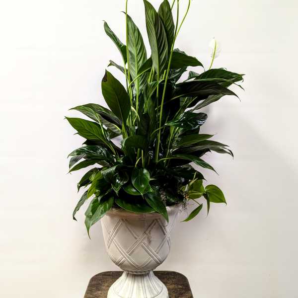 Potted peace lily plant with white blooms in a decorative urn