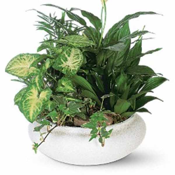 Mixed green houseplants in a white bowl planter