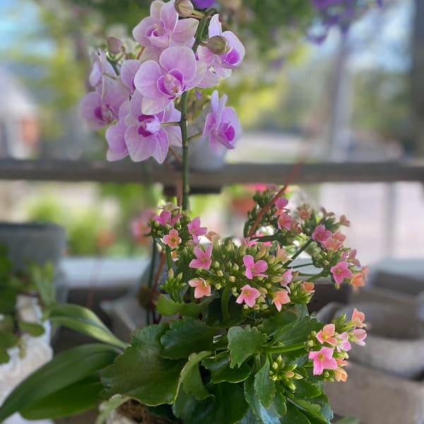 Potted orchid and pink flowering succulent in a white container