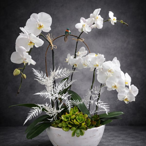 Elegant Style Orchids