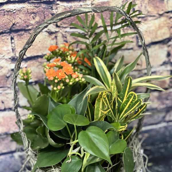 Basket of mixed potted plants with small orange flowers
