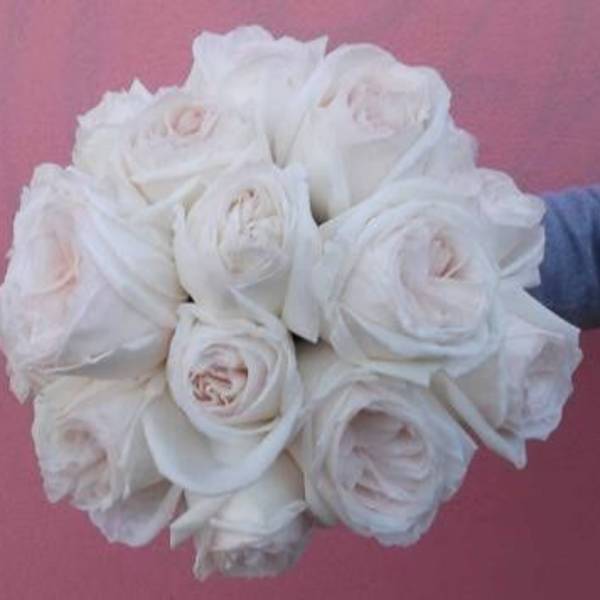 Bouquet of white roses against a pink background