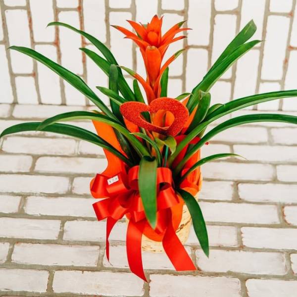Orange bromeliad arrangement with a red ribbon in a basket