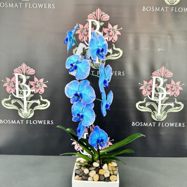 Blue orchid plant in a white square pot with decorative stones