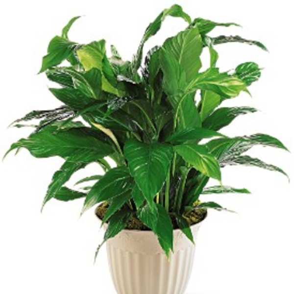 Potted green houseplant in a beige ceramic planter