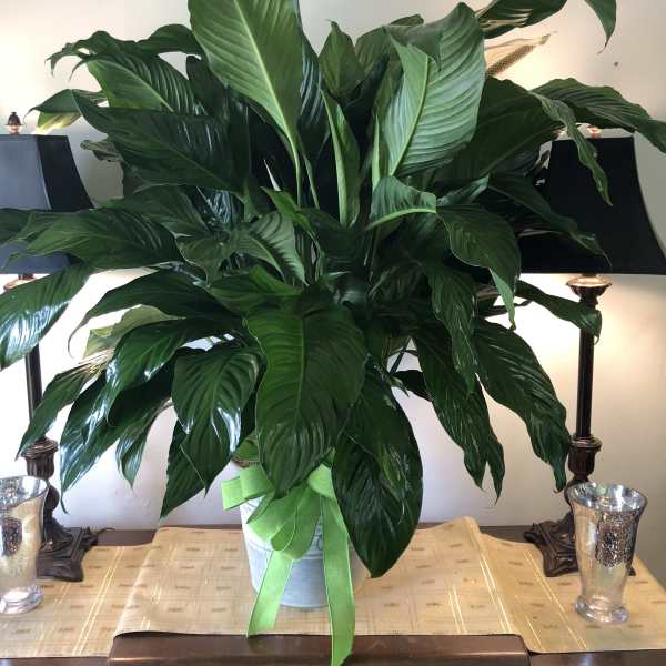 Large peace Lily comfort planter