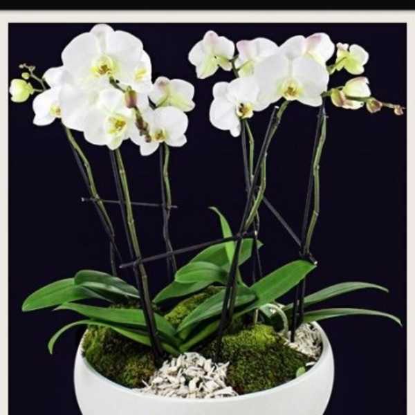 White orchids in a white bowl planter with moss