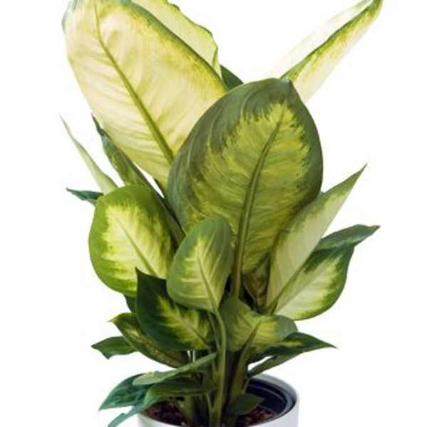 Modern Dieffenbachia plant