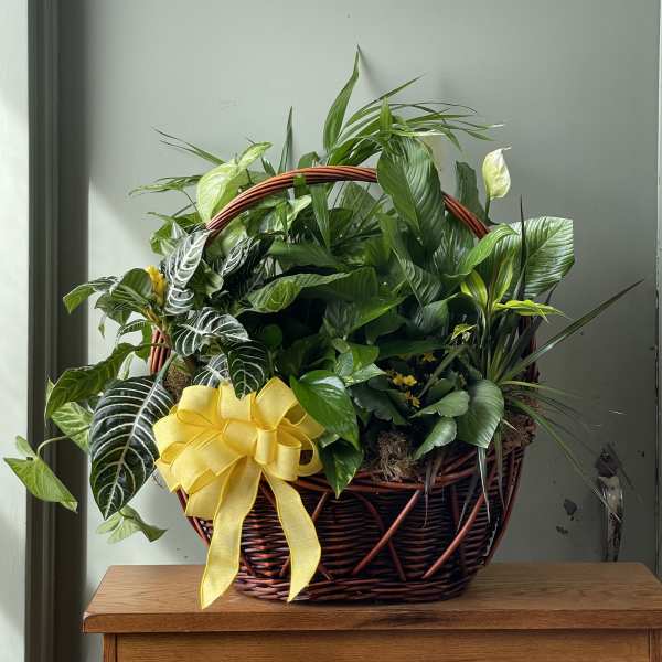 Basket of assorted green houseplants with a yellow ribbon