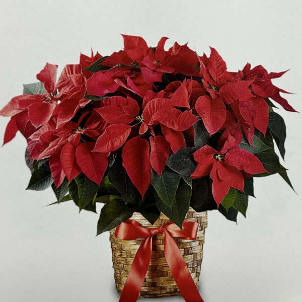 Potted poinsettia arrangement in a woven basket with a red ribbon