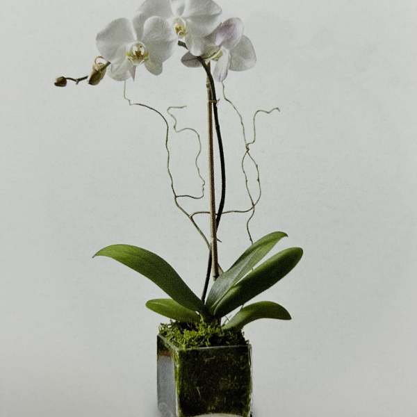White orchid plant in a square glass vase with moss